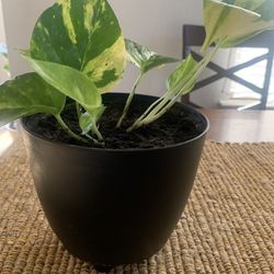Plant for home!   Please!