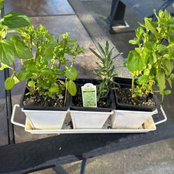 Spearmint And Rosemary Herb Plant