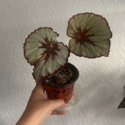 Begonia