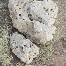 Texas HOLY LIMESTONE