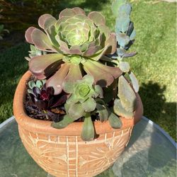 Beautifully potted succulents
