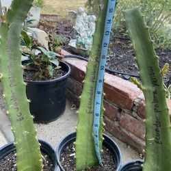 Ecuador Palora Yellow 