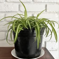 Big Curley Leaf Spider or Ribbon Plant 