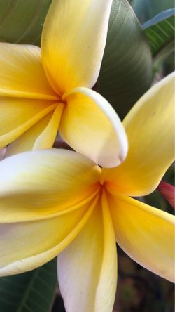 AZTECA GOLD PLUMERIA PLANT FULLY ROOTED. 75 AND CROWN OF THE THORNS PLANT FULLY ROOTED 25 FIRM CASH ONLY