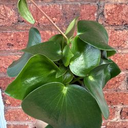 Peperomia Raindrop Plant - Pet Safe 