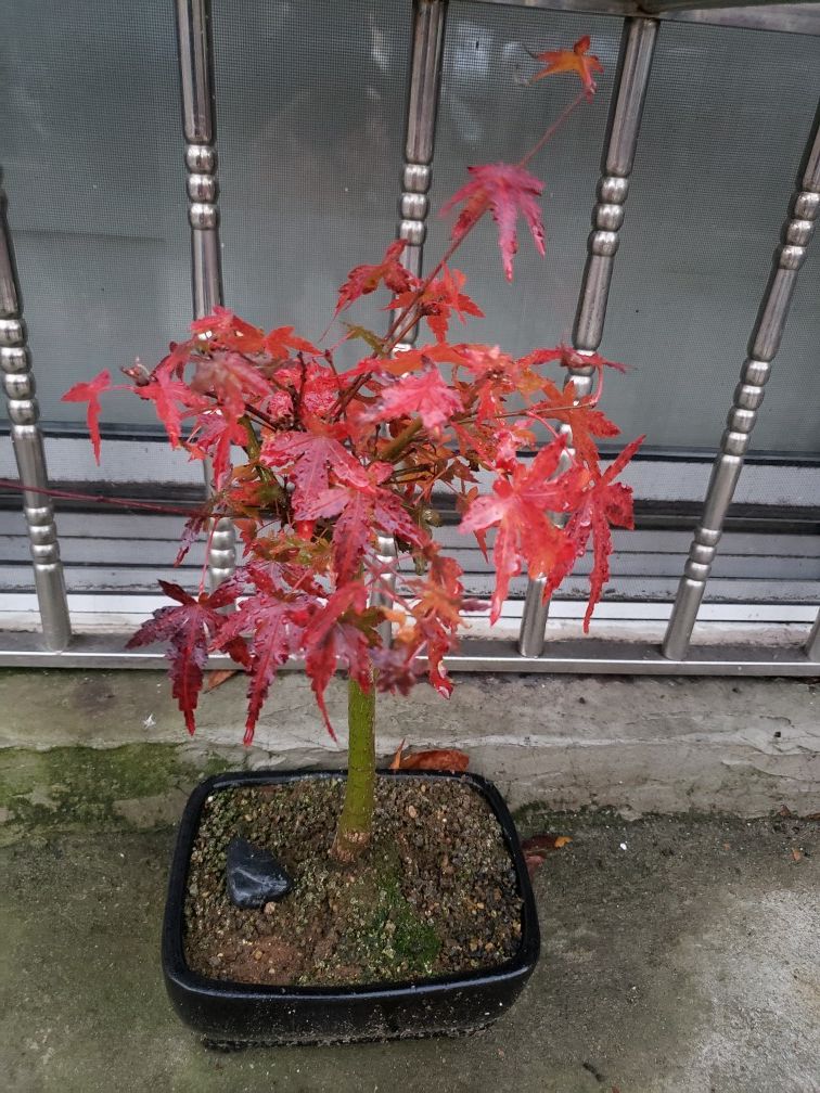 Japanese Maple Bonsai 10yrs old