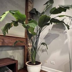 Large Bird Of Paradise Plant