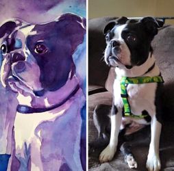 Pet Portraits