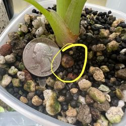 Alocasia Regal Shield Albo Corm