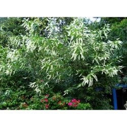 Sweet Almond Plant 3 Gal Perfume Flower Bee And Butterfly Plant