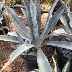 Agave Americana