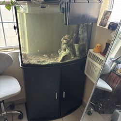 Fish Tank 