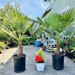 $129 Each Beautiful Windmill Palm 
