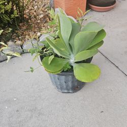 Outdoor Plant