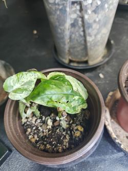 Epipremnum pinnatum albo