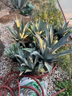 Agave