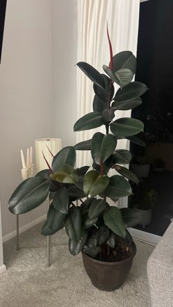 Ficus Plant for Sale 🌿