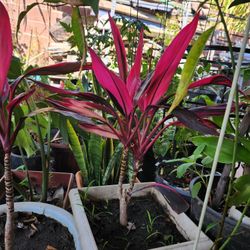 Cordyline fruticosa Plants Pot