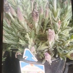 Lavender Plants