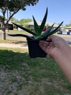 Aloe Vera 