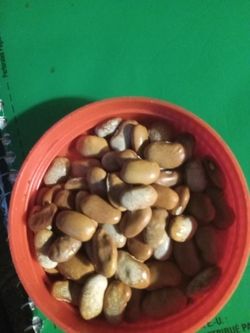 (20) Blue Coco Pole Beans