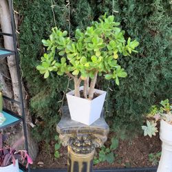 Jade Plant Succulent In White Square Ceramic Pot 
