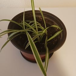 Spider Plant 