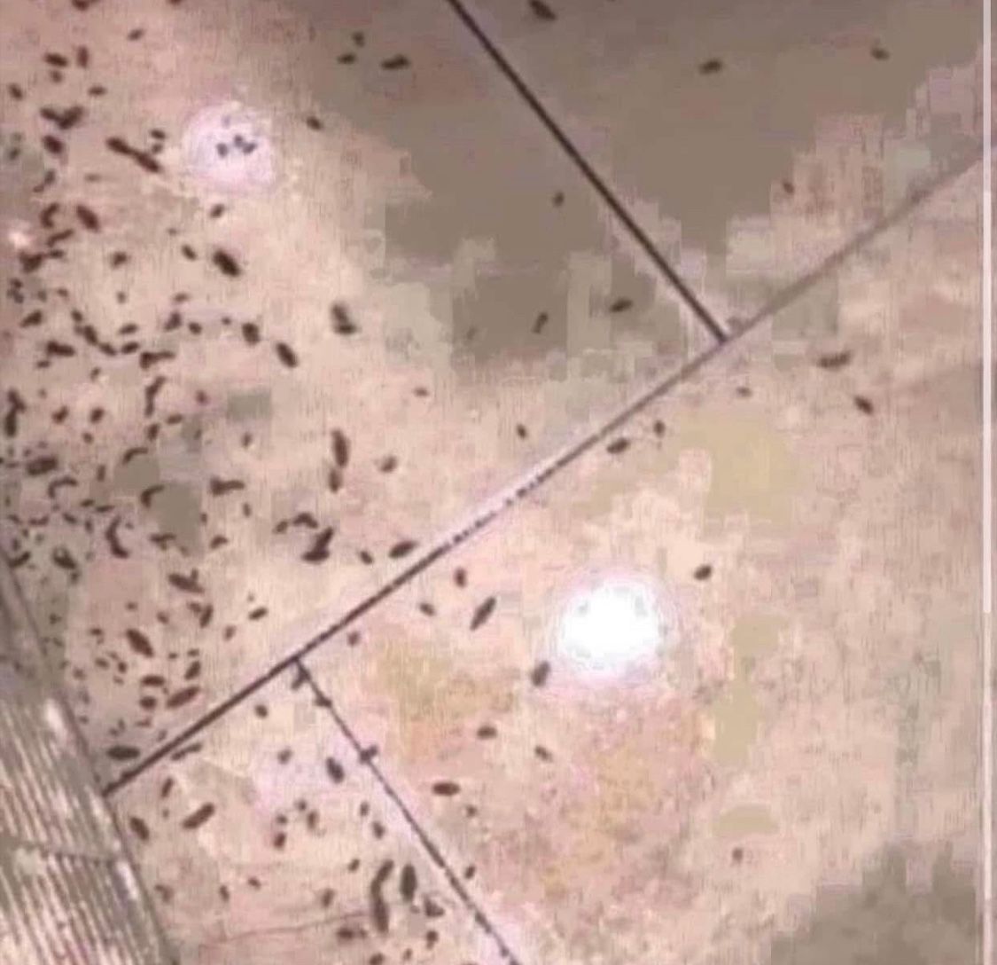 Polvo Para Las Cucarachas