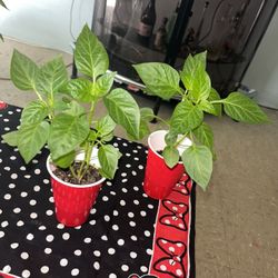 Colored Bell Pepper Plants For Sale 