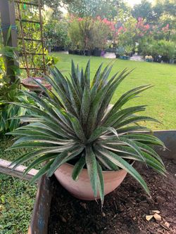 Mangave plant Pineapple Express