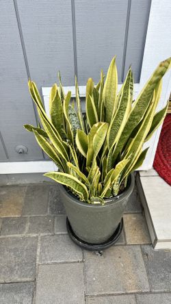 Snake Plant / Mother-in-law's Tongue