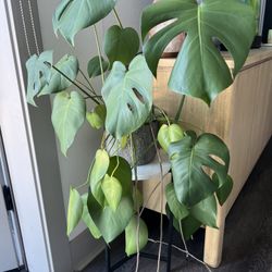 Re-homing Mid Size Monstera