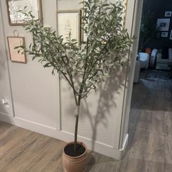 Studio McGee Olive Tree