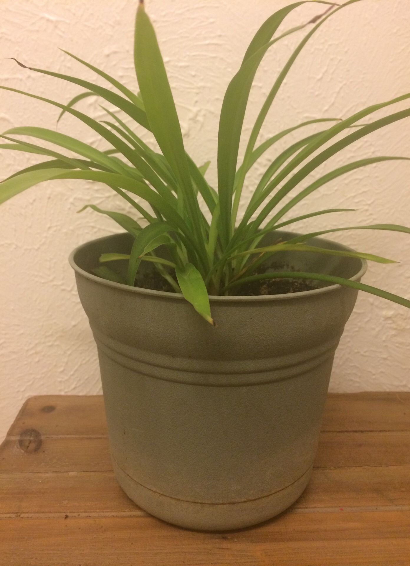 Spider Plant green house plant real live