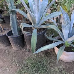Maguey 5 Gallones