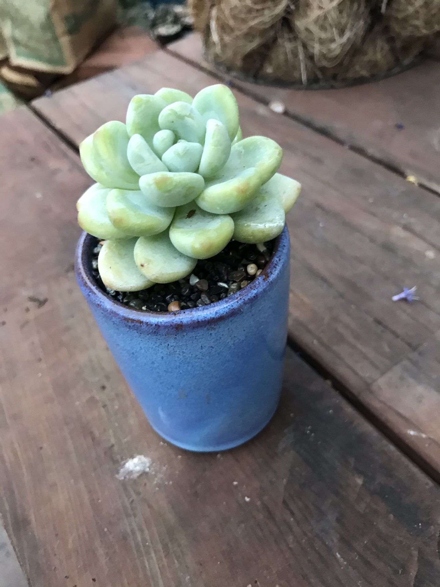 Succulent in Pot