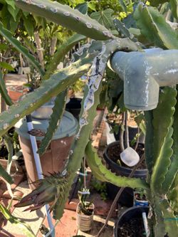 Dragon Fruit