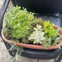 Nice basket Suculent plant