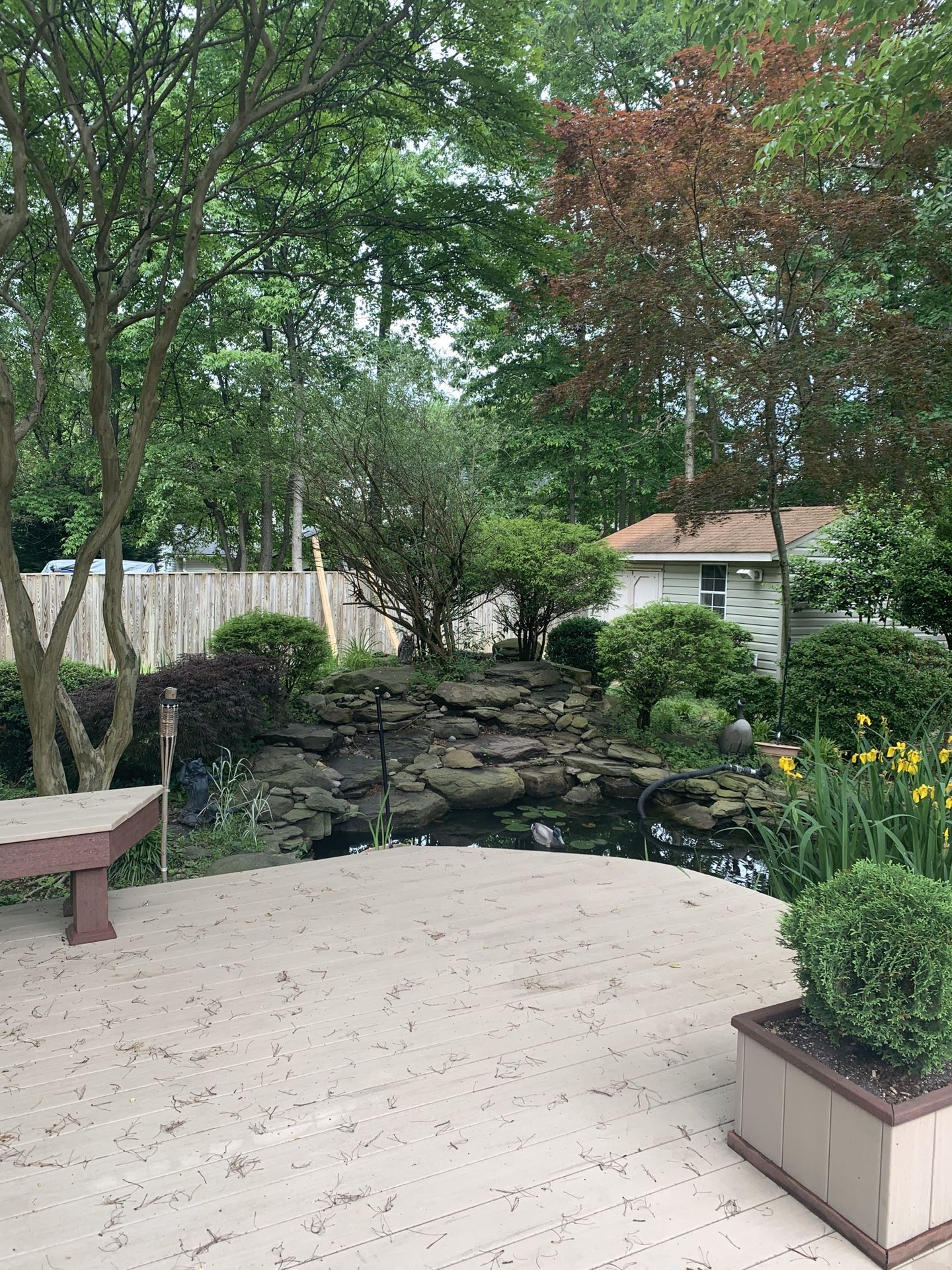 Bushes including Japanese maple tree (shown behind the tall tree)