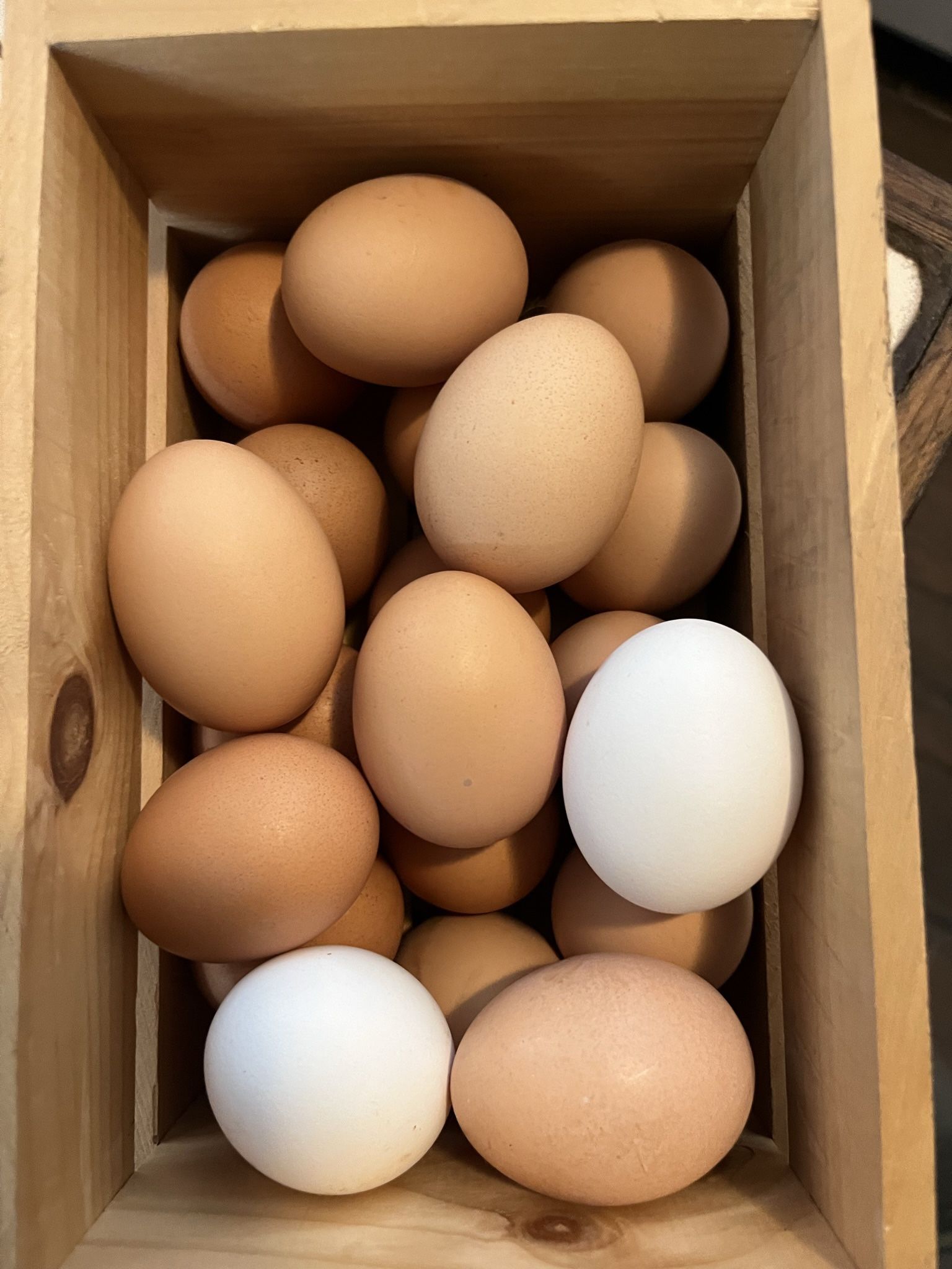 Chicken Eggs