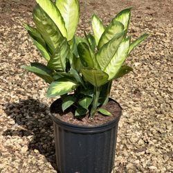Dumb Cane (Camille) Plants Available