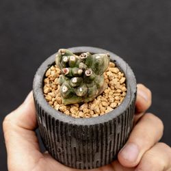 Gymnocalycium mihanovichii f. Monstrose cv. Transformer