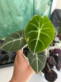 Alocasia Black Velvet for sale