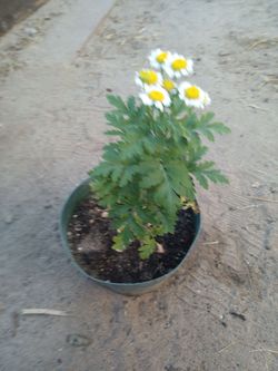 Altamisa