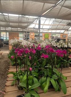 Indoor Plant Care and Maintenance