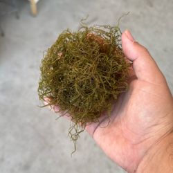 Java Moss 