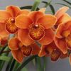 amber.orchid