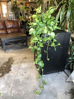 6” Golden Pothos 