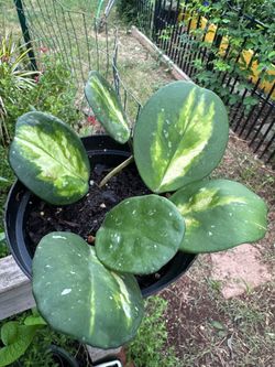 $12 each. Two variety of Hoya and Chinese money plant
