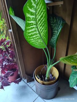 Dieffenbachia with purple hearts